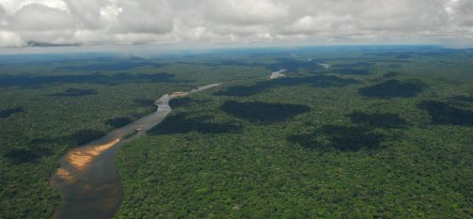 Araştırma: Tropikal ormanlar kendilerini 20 yılda yenileyebiliyor