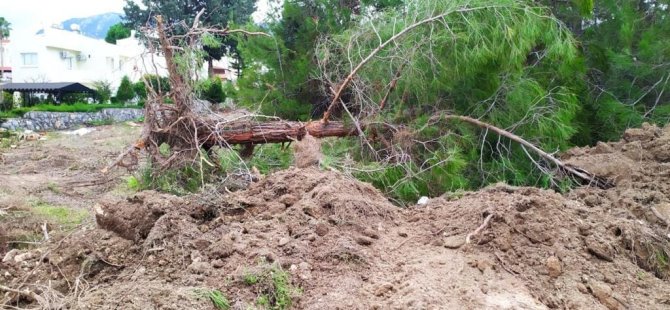 Sarpten:  Girne'de Üniversite eliyle ağaç katliamı yapılıyor
