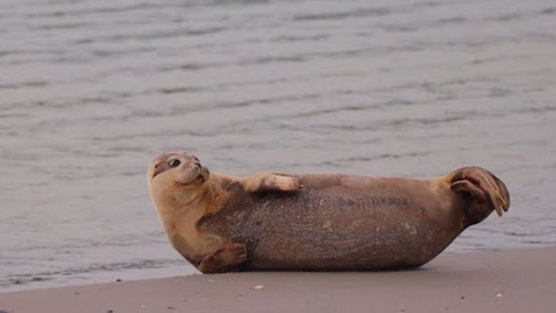 İngiltere'den doğaya bırakılan öksüz fok yavrusu Fransa sahillerinde görüldü