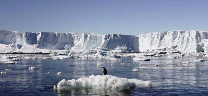 Antarktika’ya Gemilerle Ulaşan İşgalci Türler Deniz Ekosistemini Tehdit Ediyor