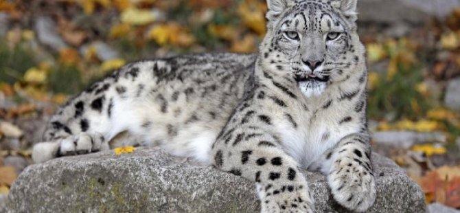 Polonya'da Kar Leoparı Koronavirüsten Öldü