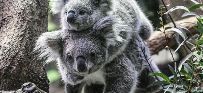 Koalalar nesli tükenme tehlikesindeki tür listesine alındı