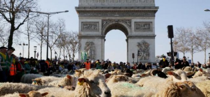 Fransa'nın en ünlü caddesinde koyun korteji