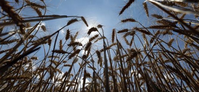 Hindistan 500 bin tonluk buğday ihraç sözleşmeleri imzaladı
