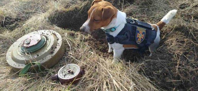 Ukrayna’nın Çernihiv Kentinde Bomba Arama Köpeği ‘Patron’ Sosyal Medyada Da Gündem Oldu