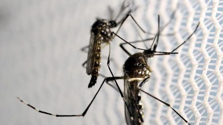 Genetiği Değiştirilmiş Sivrisinekler Hastalıkları Yenebilir
