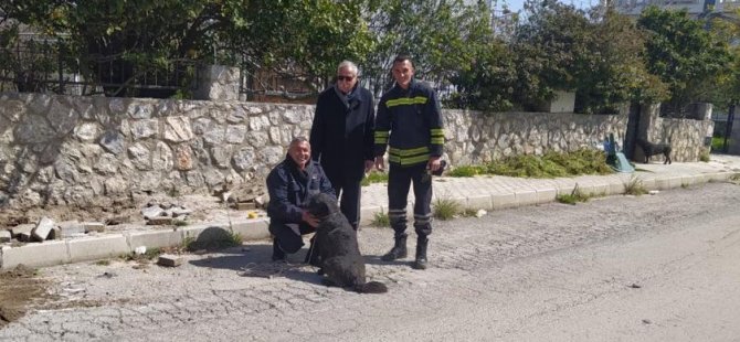 Girne’de Toprak Altında Mahsur Kalan Yavru Köpekleri Belediye Ekipleri Kurtardı