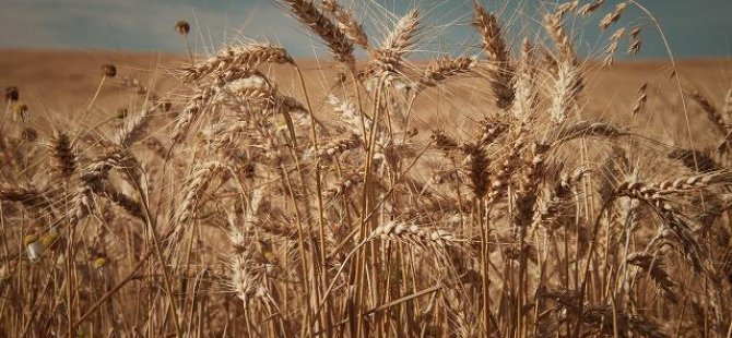 Hindistan dünyadaki buğday arz açığını kapatmak istiyor