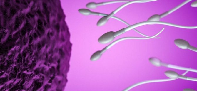 Obez ve zayıf erkekleri karşılaştırdılar: Sperm uyarısı