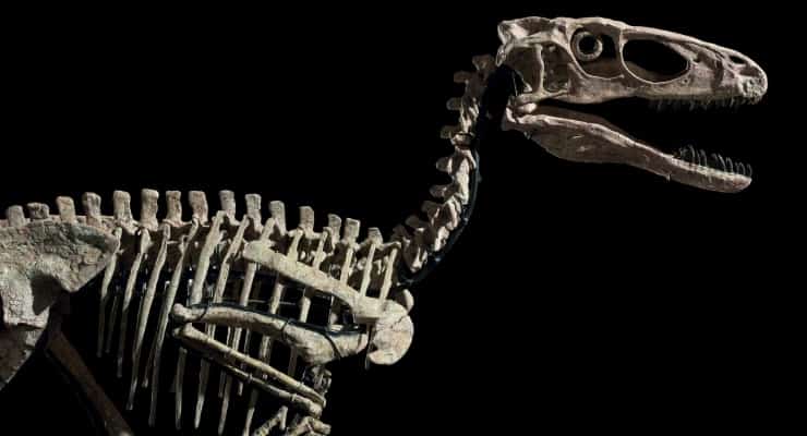 Jurassic Park’a ilham veren dinozor iskeleti 12 milyon dolara satıldı