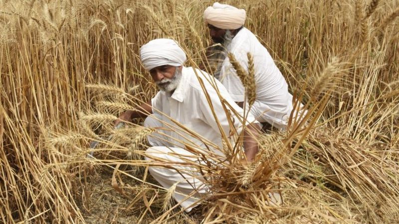 Buğday fiyatları Hindistan'ın ihracat yasağı sonrası arttı