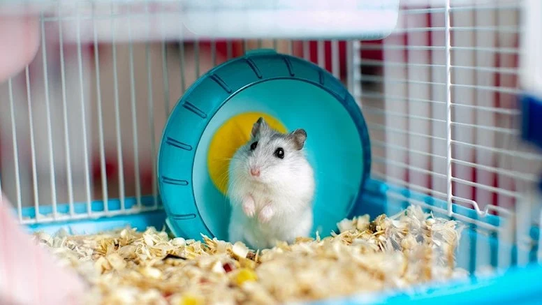 Bilim insanları şaştı kaldı: Hamsterlar, gen düzenleme sonrası agresifleştiler