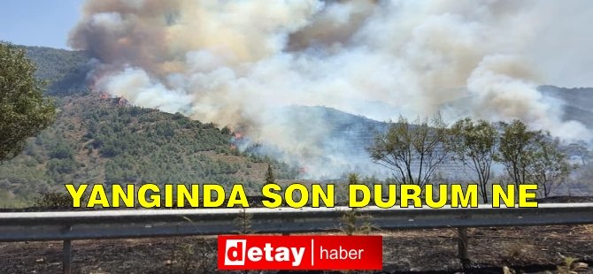 Pirhan'da Yangın: Çam ve akasya ağaçları yandı