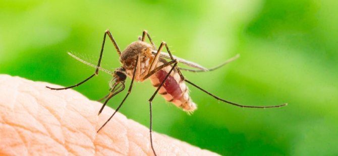 Zika virüsü nedir, belirtileri neler? Zika virüsü nasıl bulaşır?
