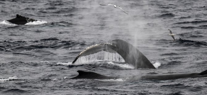 Fransa’da Seine Nehri’nde mahsur kalan balinanın Manş Denizi'ne nakli başladı