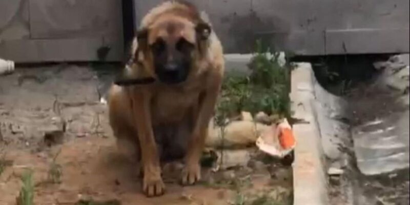 Trabzon'da bekçiyi ısıran köpek gözaltına alındı