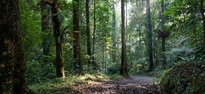 Norveç ile Endonezya yağmur ormanları için yeni anlaşma imzaladı