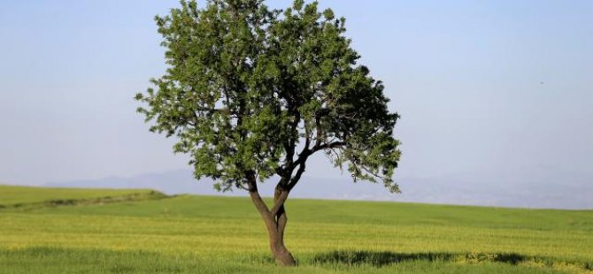 İklim krizi ağaçları tehdit ediyor
