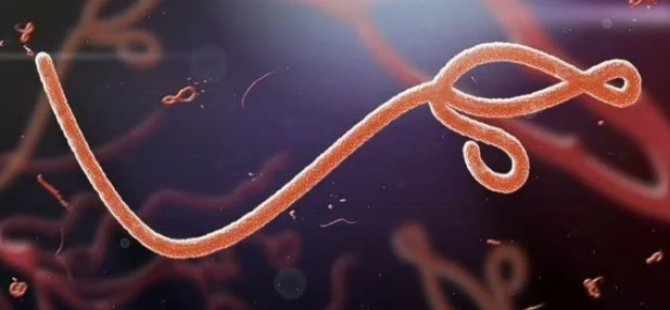 Bilim insanları uyardı: Ebola benzeri yeni ölümcül virüs bir sonraki pandemiye neden olabilir