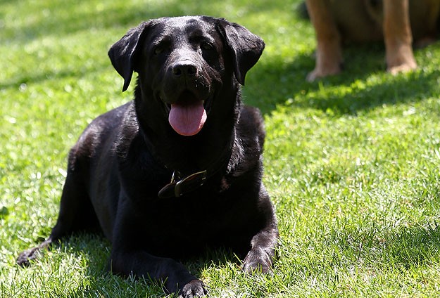 Cesur köpek sahibinin hayatını kurtardı