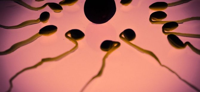 Erkeklerin sperm sayısının neredeyse yüzde 50 azaldığı ortaya çıktı