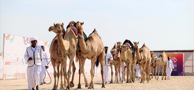 Dünyanın en güzel develeri, Katar'daki Mzayen Dünya Kupası'nda seçiliyor
