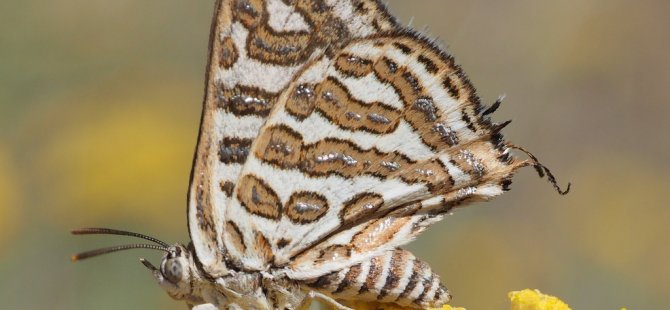 Kıbrıs Adası, çok değerli kelebek türlerine ev sahipliği yapıyor