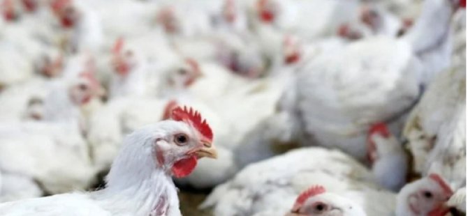 Çekya’da kuş gribi alarmı: Binlerce tavuk itlaf edilecek