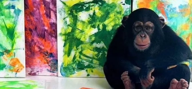 Chimpcasso: Ünlü şempanzenin tabloları satışa çıktı