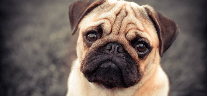 Hollanda genetik olarak sağlık sorunları olan köpek ve kedileri yasaklayacak
