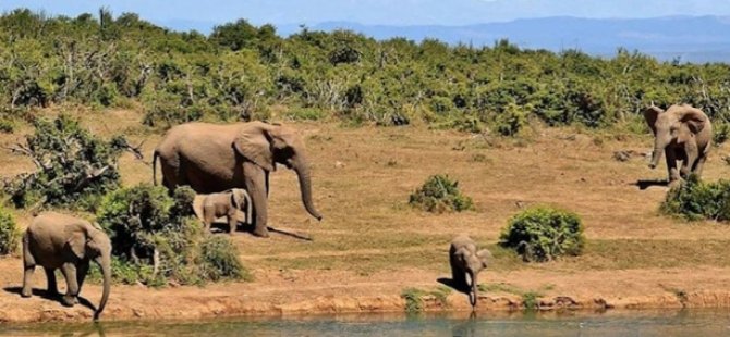 Artan fil nüfusu yerel ekosistemi tehdit ediyor