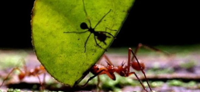 Çarpıcı araştırma: Karıncalar kanseri koklayabiliyor