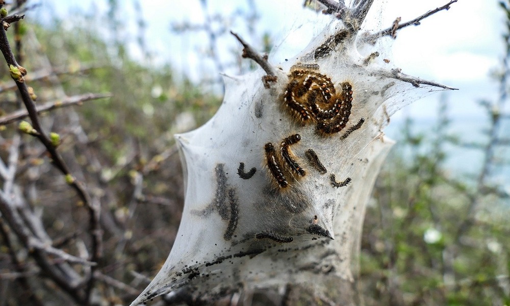 KEMA: Geçen yıldan daha yoğun bir çam kese böceği zararlısıyla karşı karşıyayız