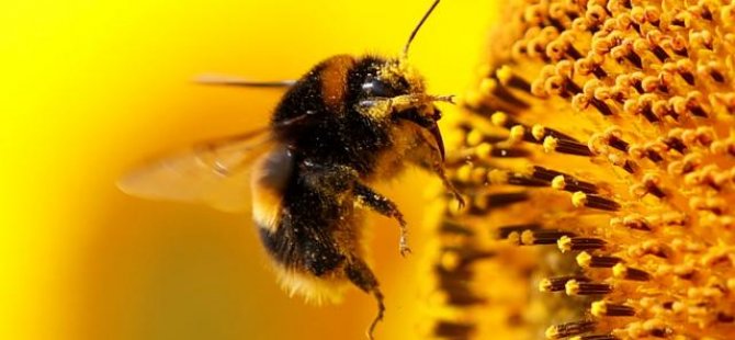Yaban arıları, deneyimli arıları izleyerek bulmaca çözmeyi öğreniyor