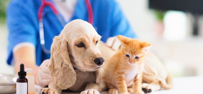 YDÜ Hayvan Hastanesi’nde can dostlarımız kediler ve köpekler için check-up zamanı!