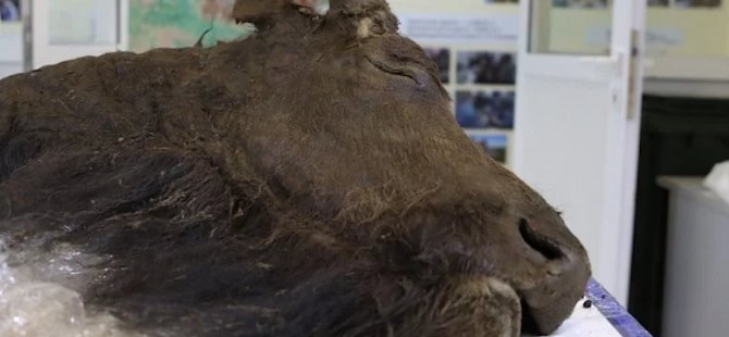 Bilim insanları 8 bin yıllık bizonu klonlamak istiyor