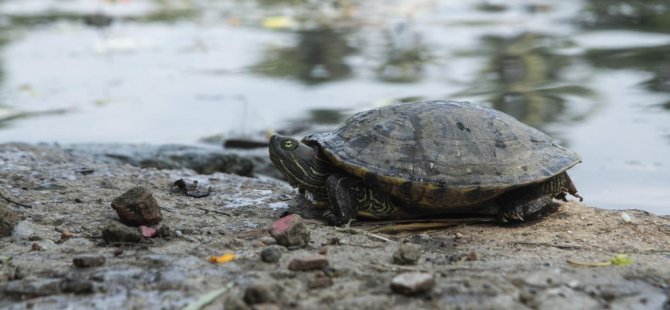 Araştırma: Tatlı su kaplumbağaları ay ışığından faydalanıyor