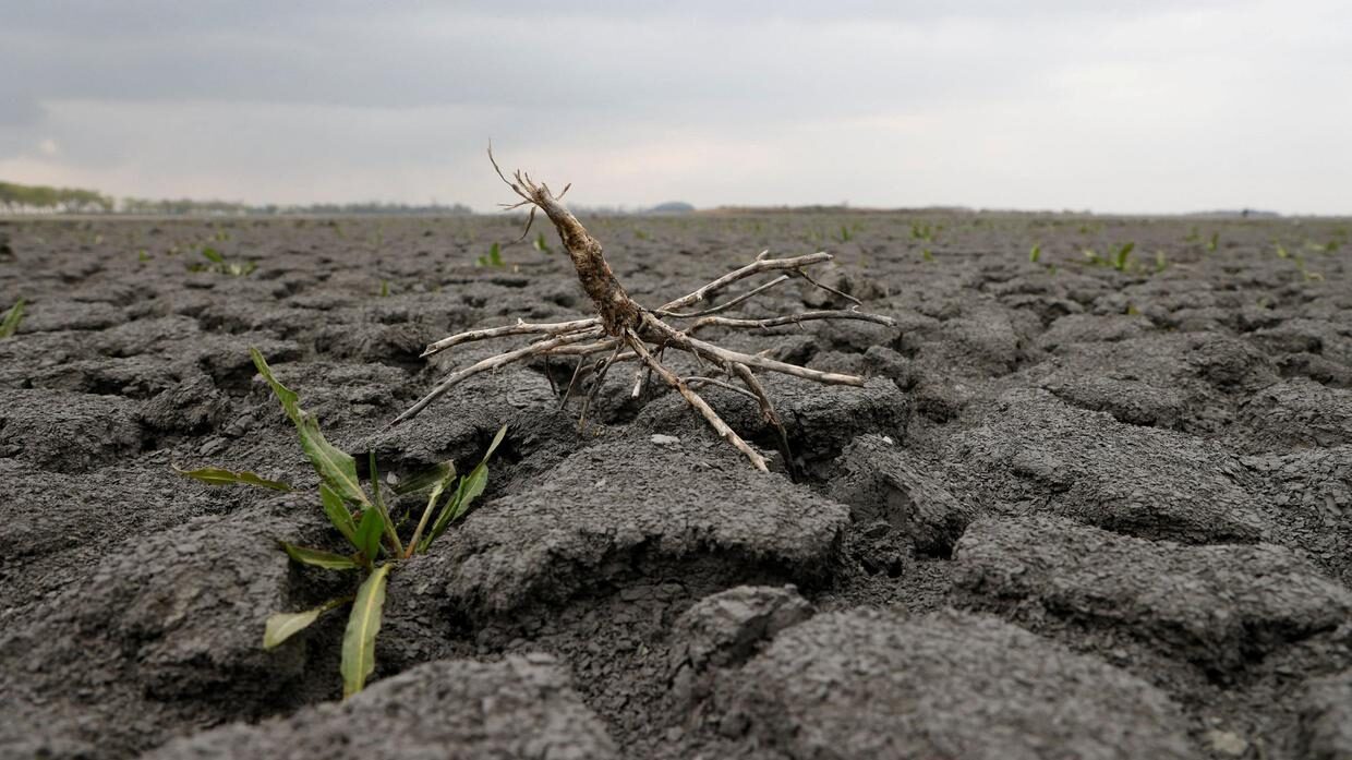 İklim krizi gıda güvenliğini tehdit eden bitki pandemilerinin yayılımını kolaylaştırıyor