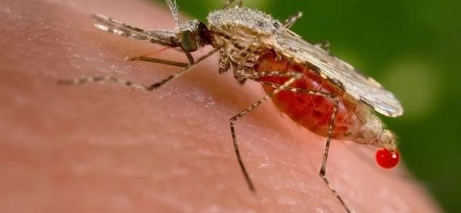 Tehlikeli sivrisinek türü bir ülkede daha tespit edildi