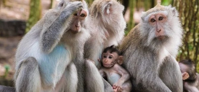 Nesli tükenme tehlikesindeki makak maymunları Çin’e satılacak