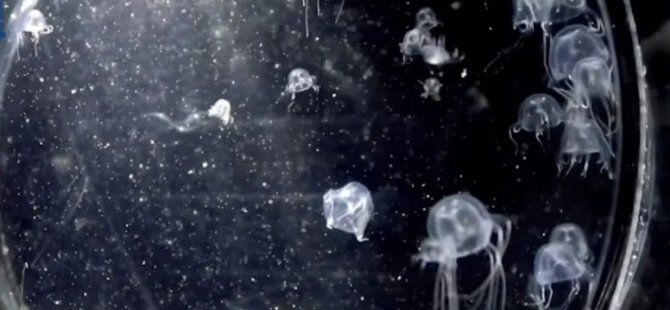 Bilim insanları şaşkın… Tam 24 tane gözü olan deniz anası keşfedildi