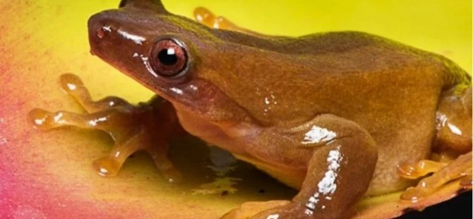 Bilimsel araştırma: Brezilya ağaç kurbağası ilk amfibi dölleyici olabilir