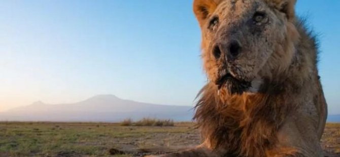 Kenya'da, dünyanın en yaşlı aslanlarından birisi insanlar tarafından vurularak öldürüldü