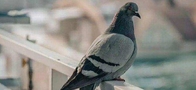Güney Kıbrıs'ta Güvercinle Uyuşturucu Transferi Yapıldı