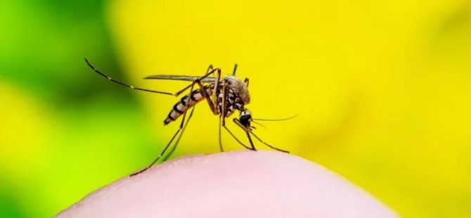 Onlara çekiliyorlar: Sivrisineklerin neden belirli insanları ısırdıkları ortaya çıktı