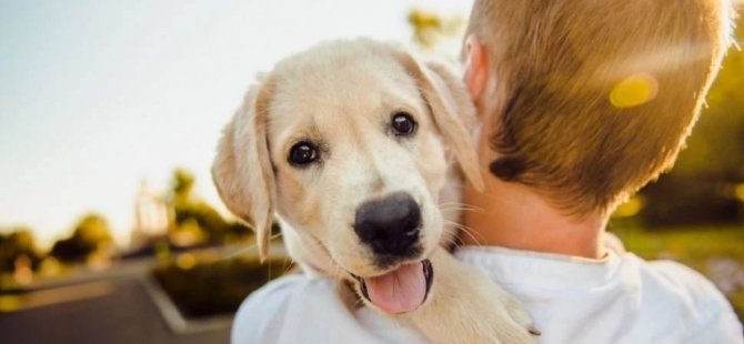 Veterinerden sıcaklık uyarısı: 9 köpek cinsini işaret etti