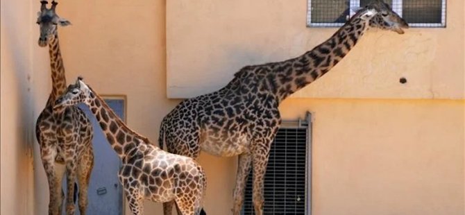 İklim değişikliği, zürafaların yaşamını tehdit ediyor