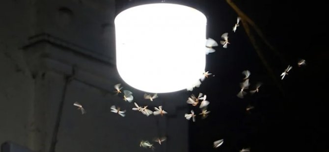 Böceklerin neden ışığa geldikleri belli oldu