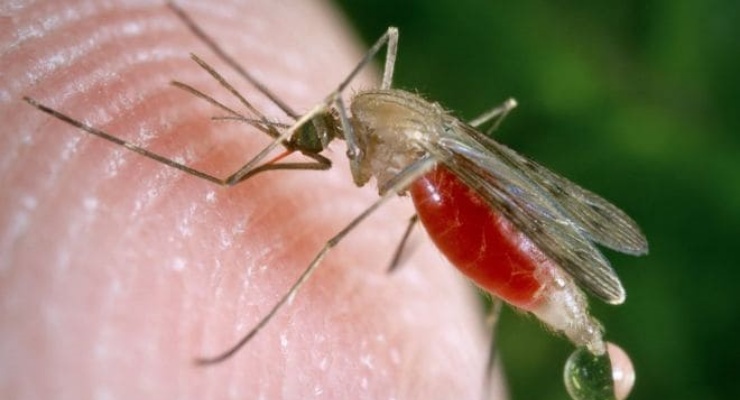 Araştırma: Yeni keşfedilen bakteri türü, sıtmanın bulaşıcılığını engelleyebilir