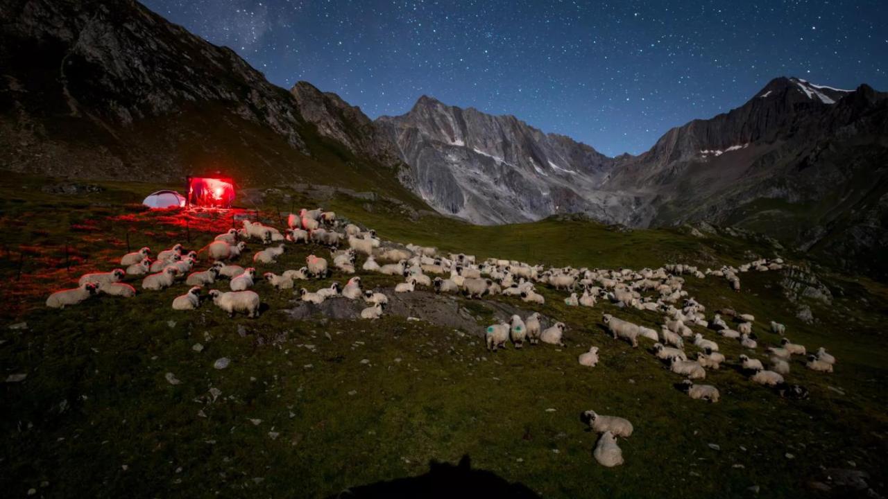Yüzlerce gönüllü, İsviçre Alplerinde kurt nöbetine çıktı